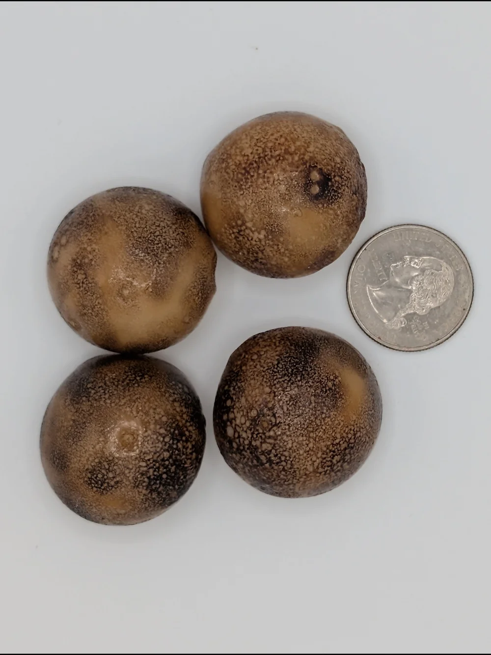 Mushroom Buttons - Picture 2 of 5